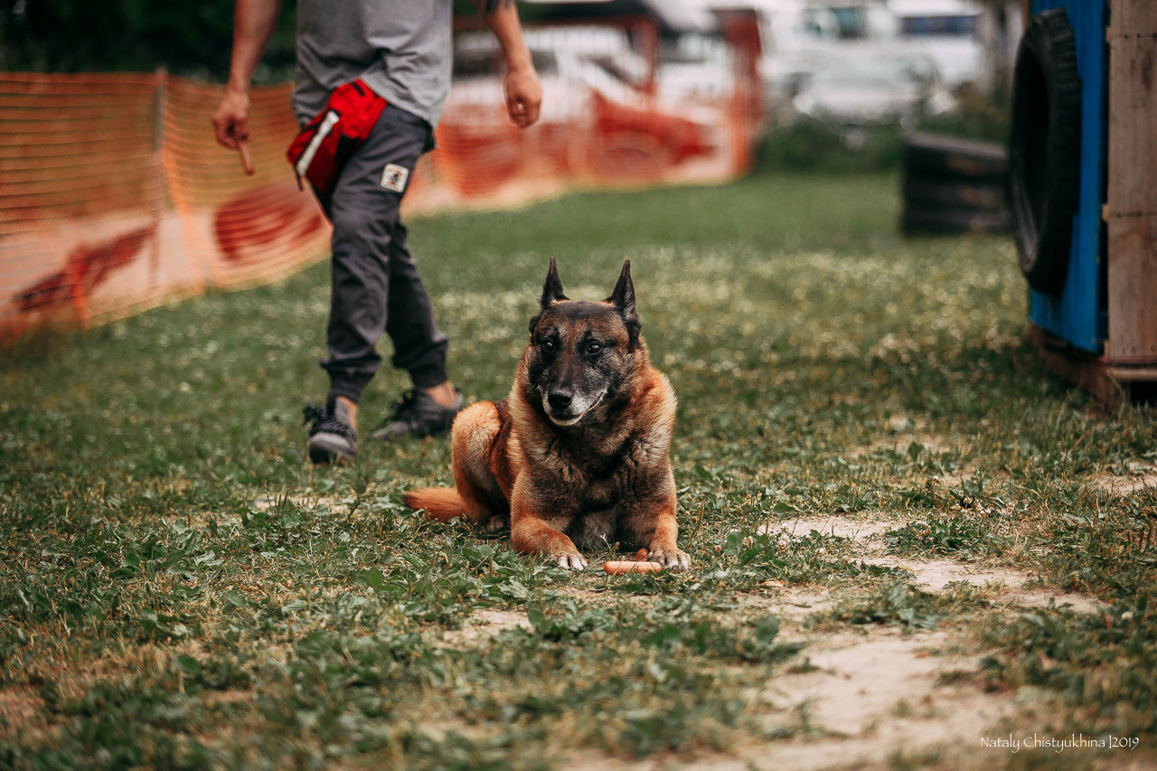 Соревнования по мондьорингу. Фотограф-анималист Наталия Чистюхина в г. Сосновый Бор и ЛО