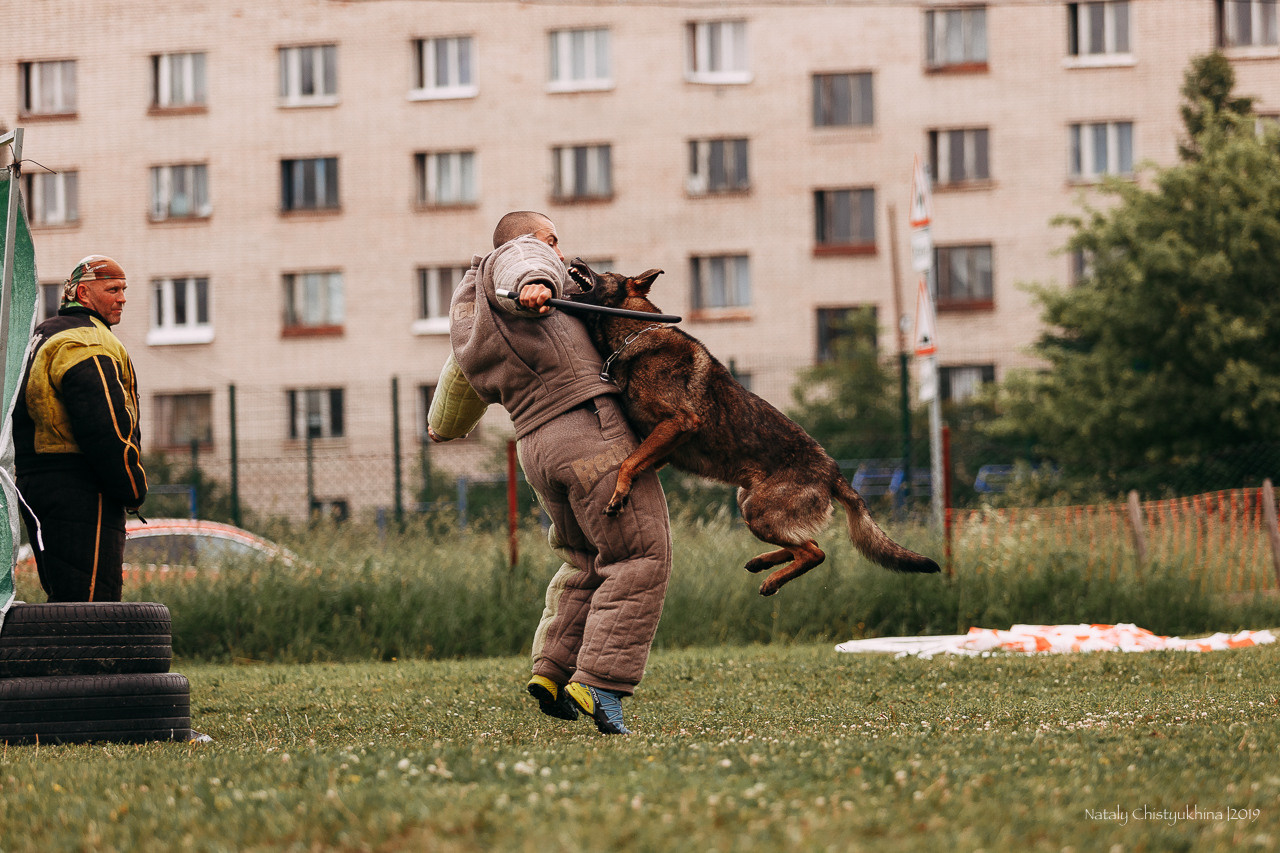 Соревнования БРР. Фотограф-анималист Наталия Чистюхина в г. Сосновый Бор и ЛО