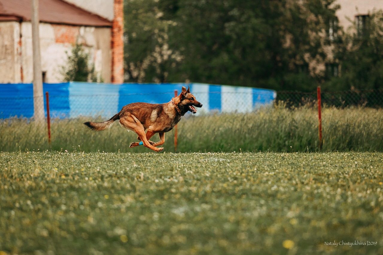Соревнования БРР. Фотограф-анималист Наталия Чистюхина в г. Сосновый Бор и ЛО