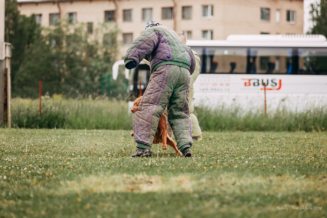 Соревнования БРР. Фотограф-анималист Наталия Чистюхина в г. Сосновый Бор и ЛО