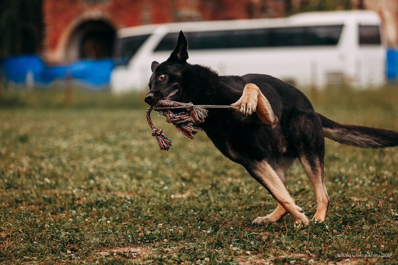 Соревнования по мондьорингу. Фотограф-анималист Наталия Чистюхина в г. Сосновый Бор и ЛО