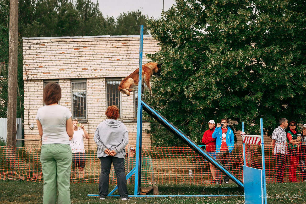 Соревнования по мондьорингу. Фотограф-анималист Наталия Чистюхина в г. Сосновый Бор и ЛО