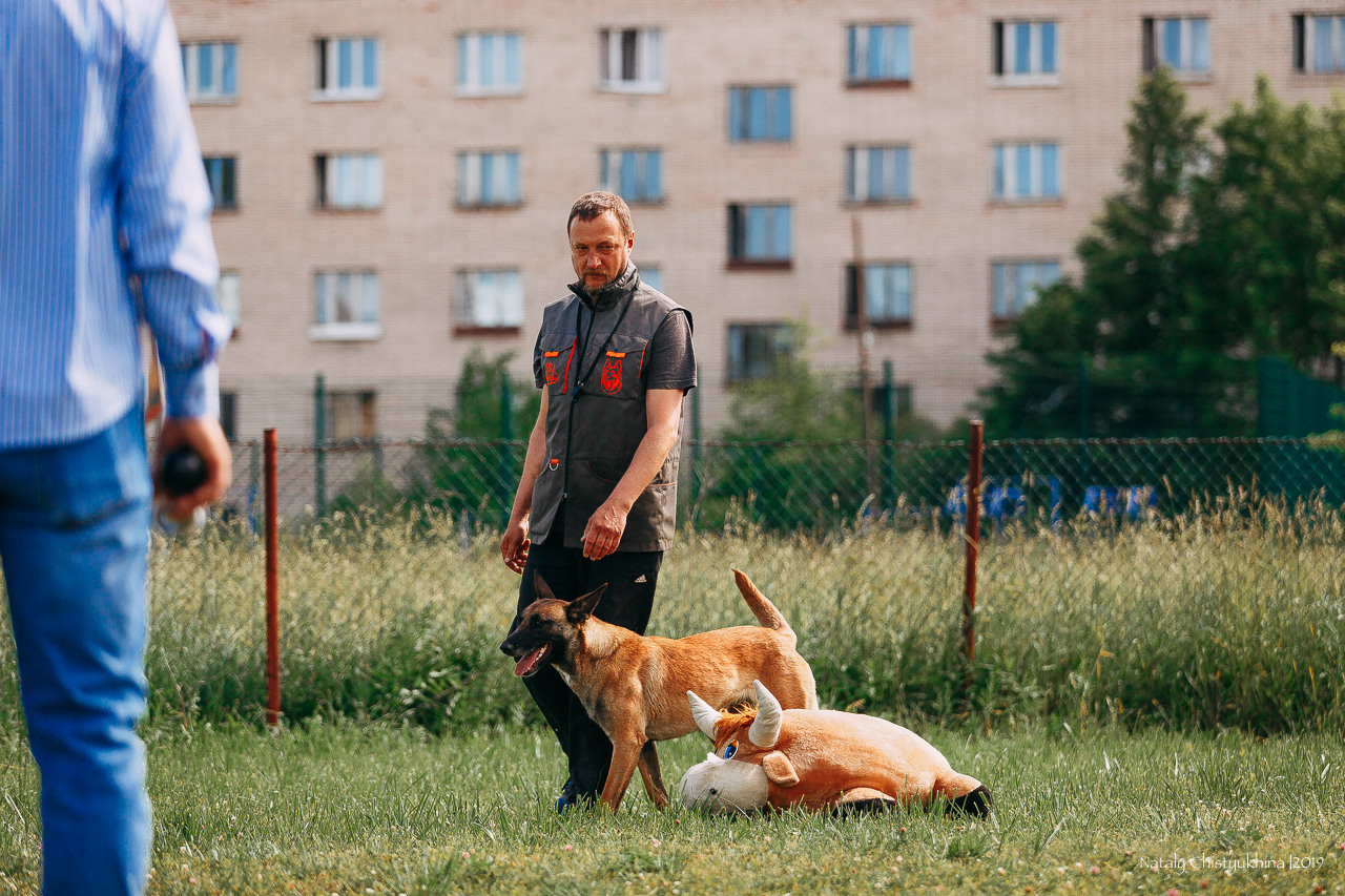 Соревнования по мондьорингу. Фотограф-анималист Наталия Чистюхина в г. Сосновый Бор и ЛО