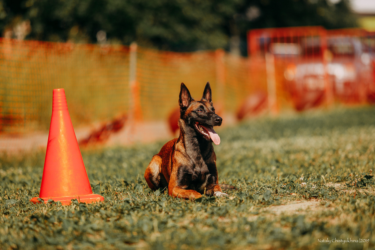 Соревнования по мондьорингу. Фотограф-анималист Наталия Чистюхина в г. Сосновый Бор и ЛО