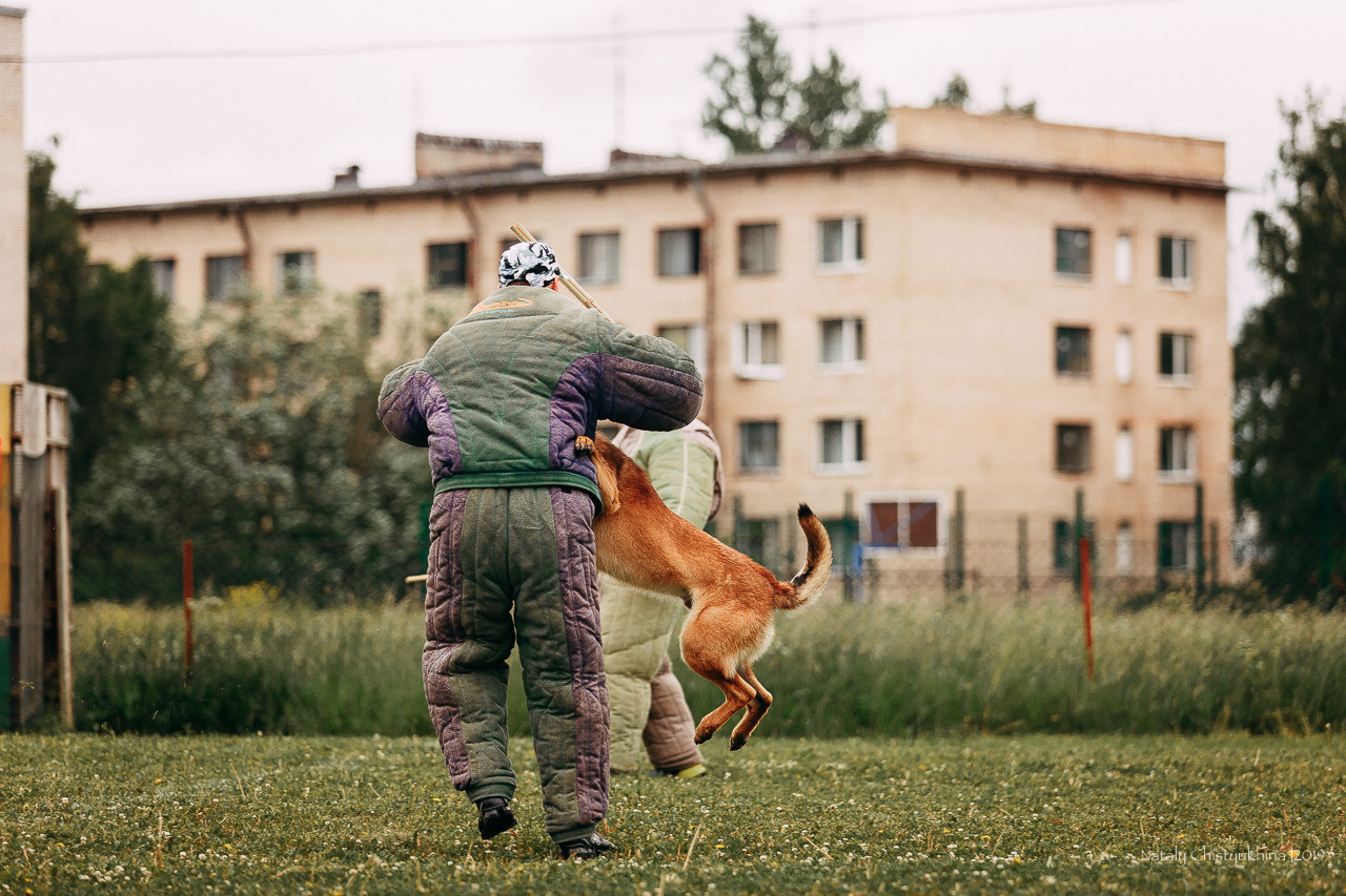 Соревнования БРР. Фотограф-анималист Наталия Чистюхина в г. Сосновый Бор и ЛО