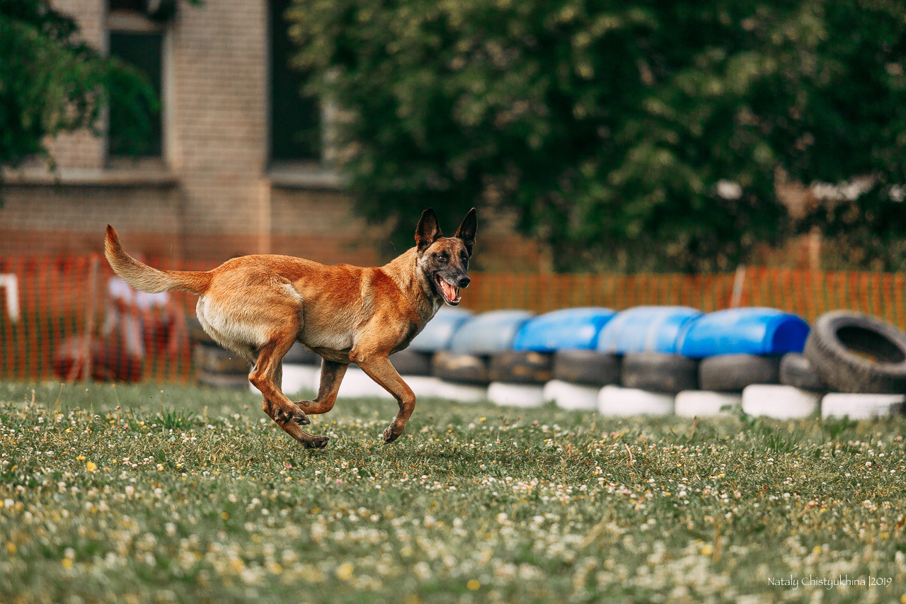 Соревнования по мондьорингу. Фотограф-анималист Наталия Чистюхина в г. Сосновый Бор и ЛО