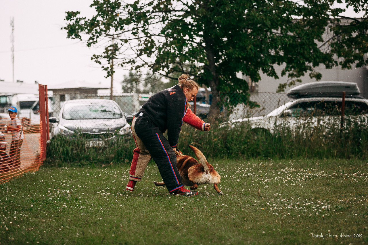 Соревнования по мондьорингу. Фотограф-анималист Наталия Чистюхина в г. Сосновый Бор и ЛО