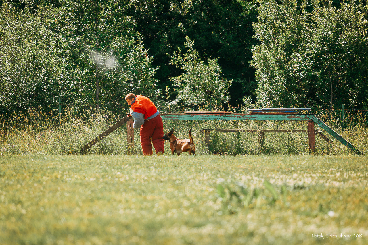 Соревнования по мондьорингу. Фотограф-анималист Наталия Чистюхина в г. Сосновый Бор и ЛО