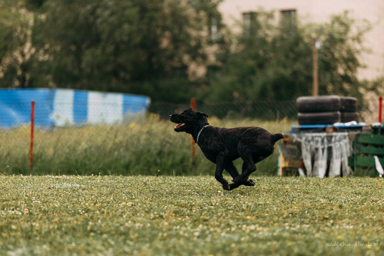 Соревнования БРР. Фотограф-анималист Наталия Чистюхина в г. Сосновый Бор и ЛО