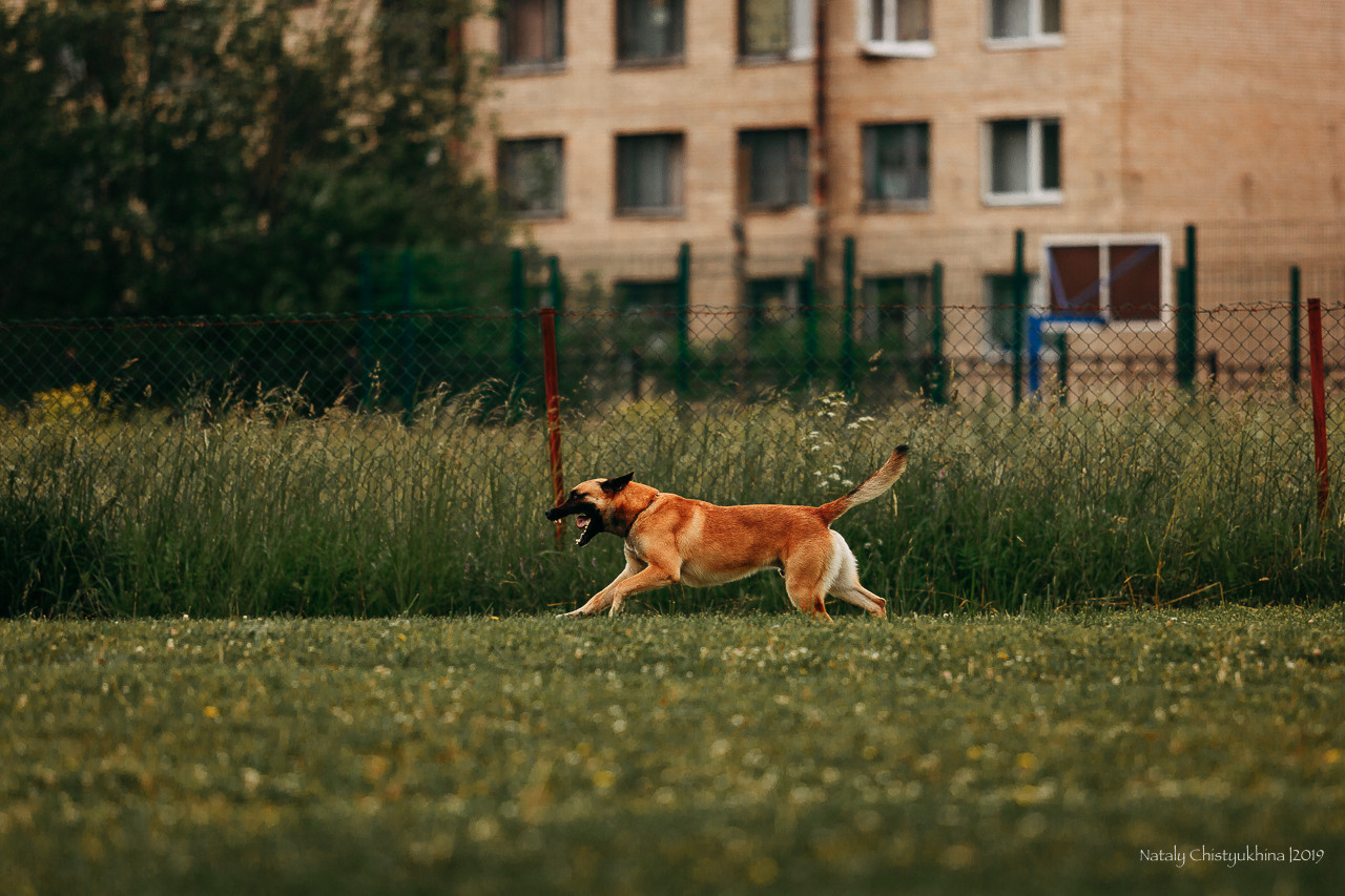 Соревнования БРР. Фотограф-анималист Наталия Чистюхина в г. Сосновый Бор и ЛО