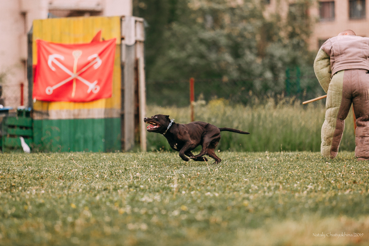 Соревнования БРР. Фотограф-анималист Наталия Чистюхина в г. Сосновый Бор и ЛО