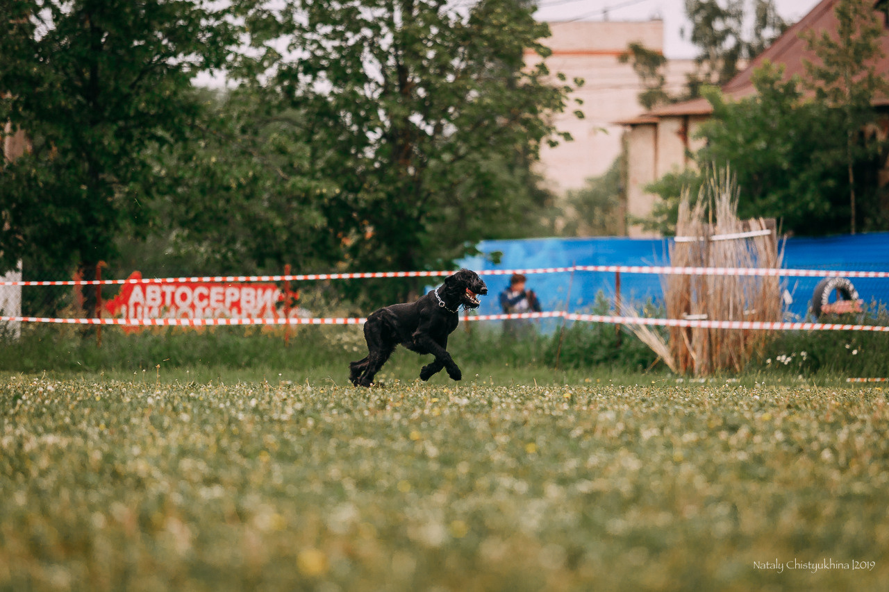 Соревнования БРР. Фотограф-анималист Наталия Чистюхина в г. Сосновый Бор и ЛО