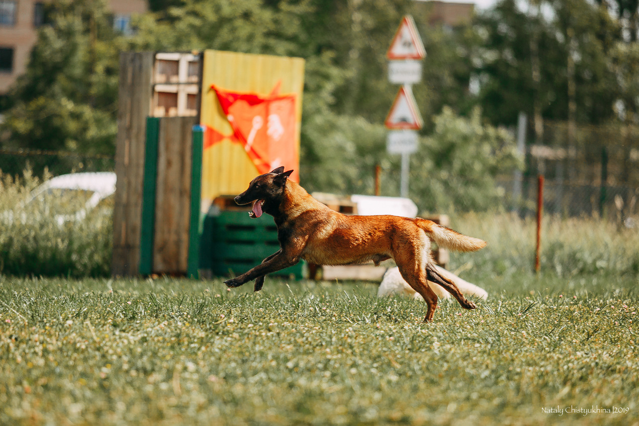 Соревнования по мондьорингу. Фотограф-анималист Наталия Чистюхина в г. Сосновый Бор и ЛО