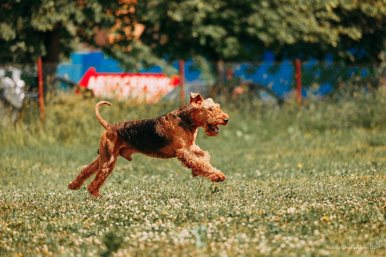 Соревнования по мондьорингу. Фотограф-анималист Наталия Чистюхина в г. Сосновый Бор и ЛО