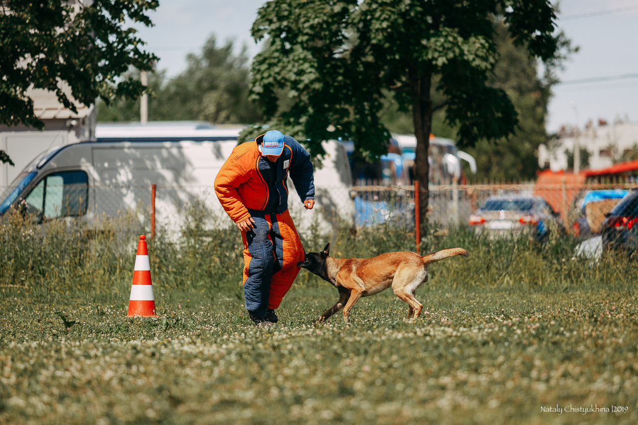 Соревнования по мондьорингу. Фотограф-анималист Наталия Чистюхина в г. Сосновый Бор и ЛО