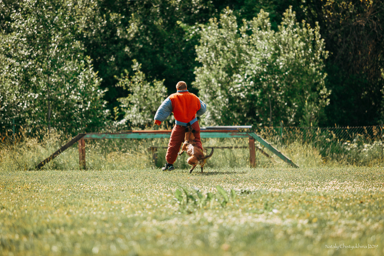 Соревнования по мондьорингу. Фотограф-анималист Наталия Чистюхина в г. Сосновый Бор и ЛО