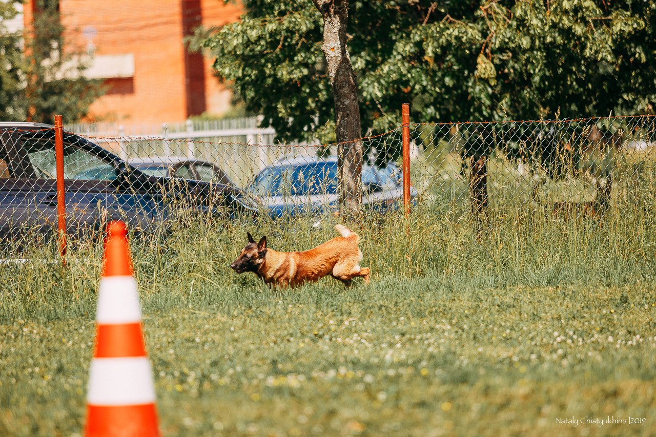 Соревнования по мондьорингу. Фотограф-анималист Наталия Чистюхина в г. Сосновый Бор и ЛО
