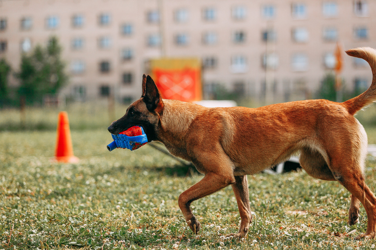 Соревнования по мондьорингу. Фотограф-анималист Наталия Чистюхина в г. Сосновый Бор и ЛО