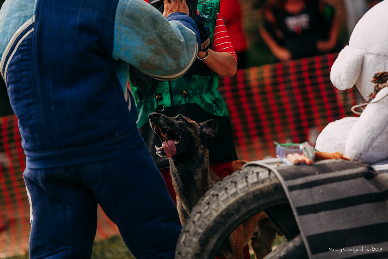 Соревнования по мондьорингу. Фотограф-анималист Наталия Чистюхина в г. Сосновый Бор и ЛО