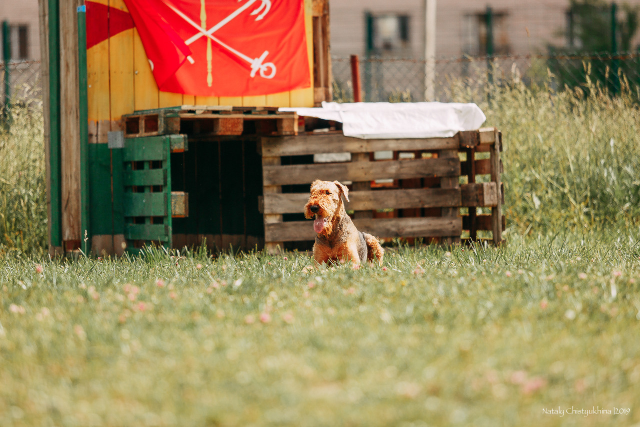 Соревнования по мондьорингу. Фотограф-анималист Наталия Чистюхина в г. Сосновый Бор и ЛО