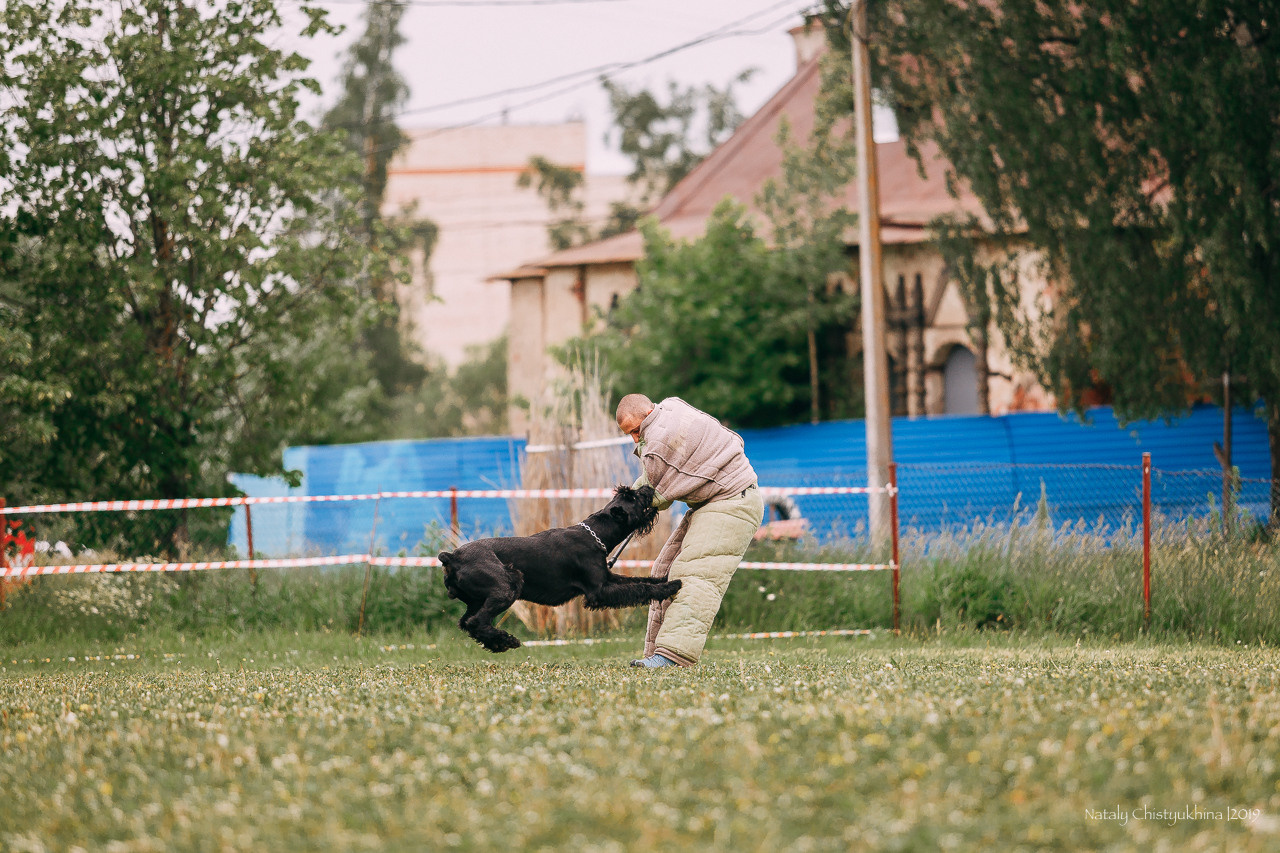 Соревнования БРР. Фотограф-анималист Наталия Чистюхина в г. Сосновый Бор и ЛО