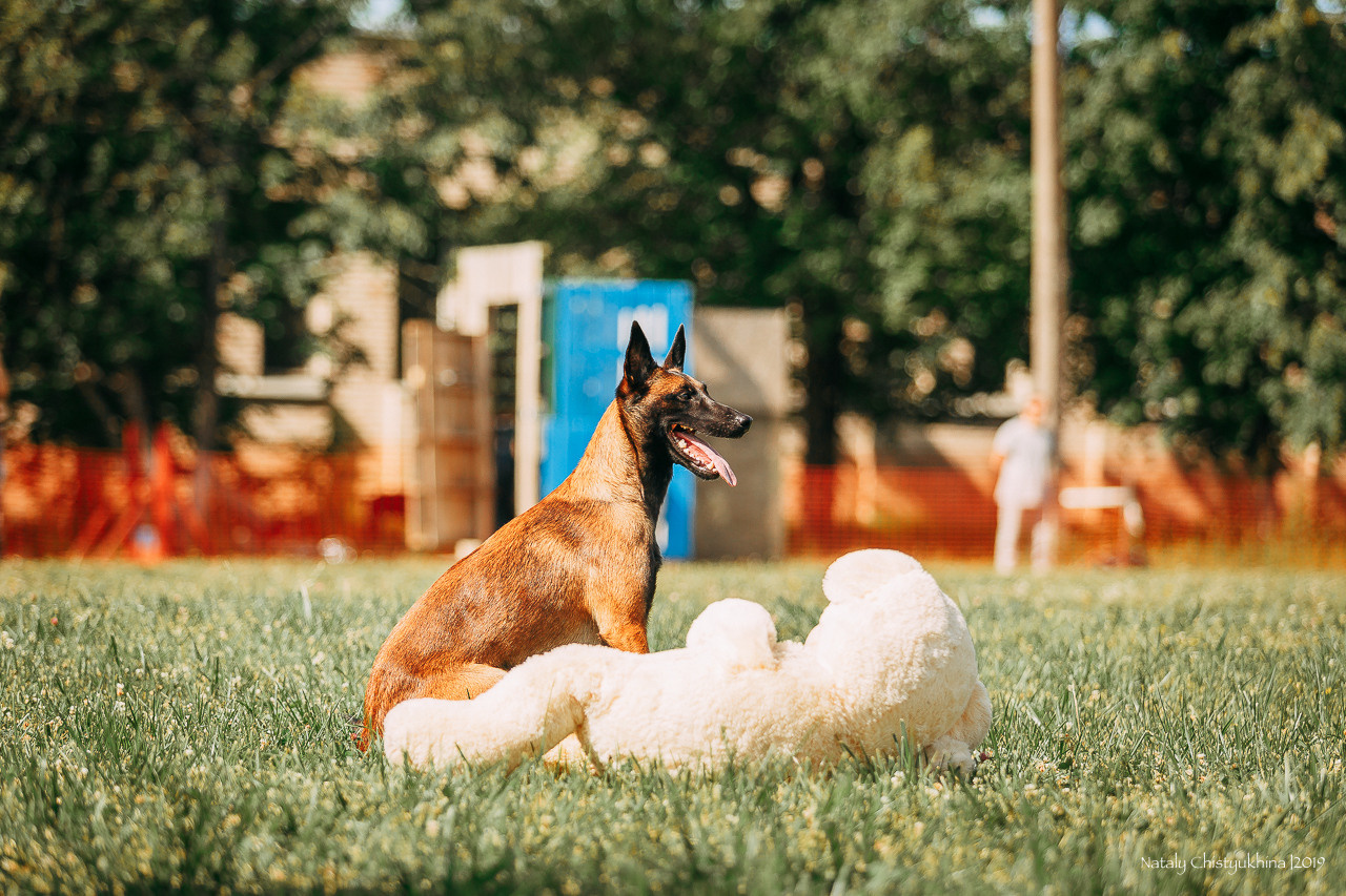 Соревнования по мондьорингу. Фотограф-анималист Наталия Чистюхина в г. Сосновый Бор и ЛО
