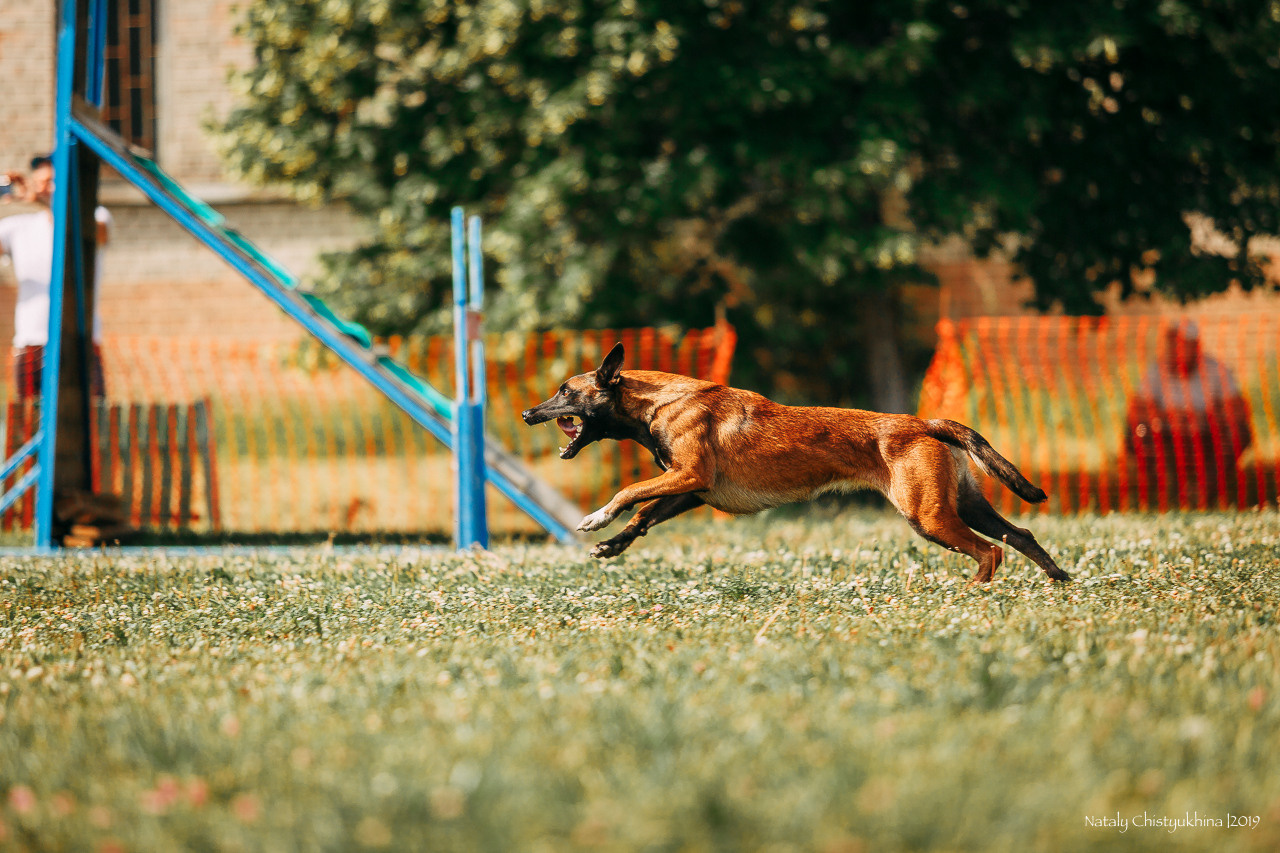Соревнования по мондьорингу. Фотограф-анималист Наталия Чистюхина в г. Сосновый Бор и ЛО