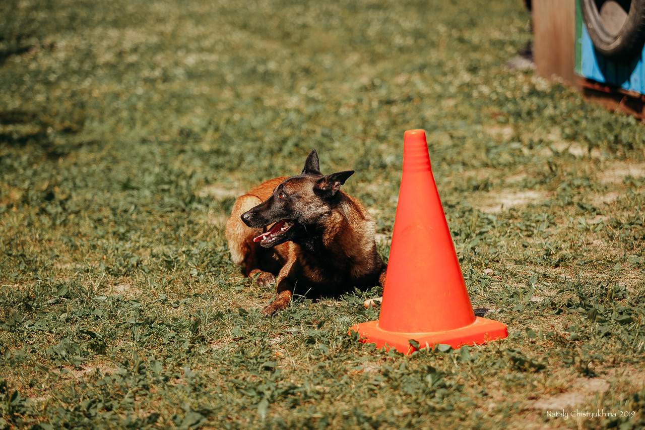 Соревнования по мондьорингу. Фотограф-анималист Наталия Чистюхина в г. Сосновый Бор и ЛО