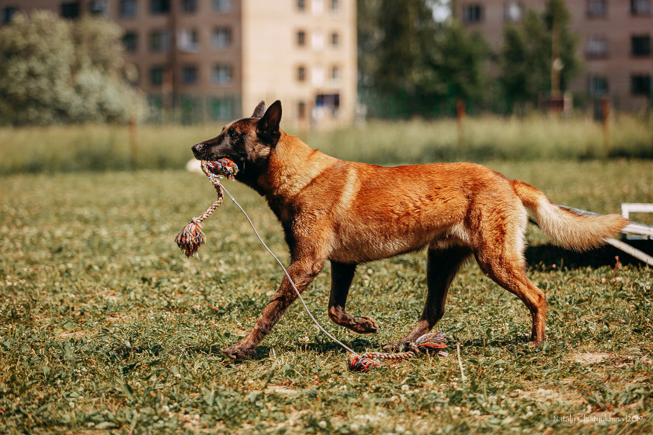 Соревнования по мондьорингу. Фотограф-анималист Наталия Чистюхина в г. Сосновый Бор и ЛО