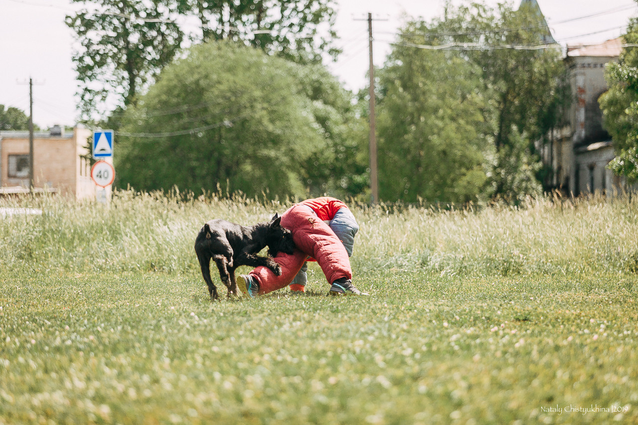 Соревнования по мондьорингу. Фотограф-анималист Наталия Чистюхина в г. Сосновый Бор и ЛО