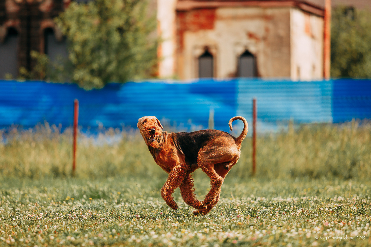 Соревнования по мондьорингу. Фотограф-анималист Наталия Чистюхина в г. Сосновый Бор и ЛО
