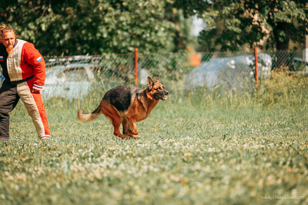 Соревнования по мондьорингу. Фотограф-анималист Наталия Чистюхина в г. Сосновый Бор и ЛО