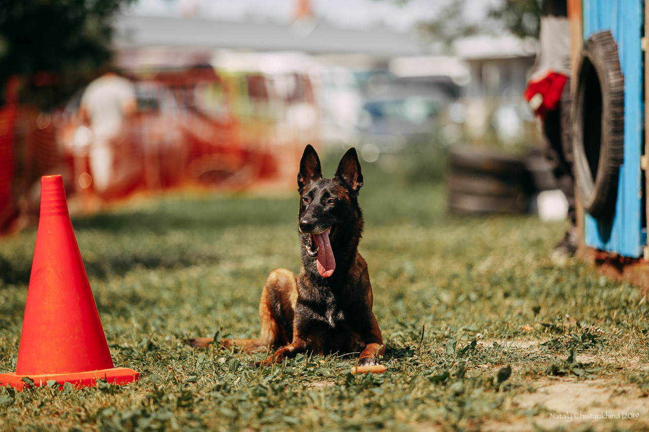 Соревнования по мондьорингу. Фотограф-анималист Наталия Чистюхина в г. Сосновый Бор и ЛО