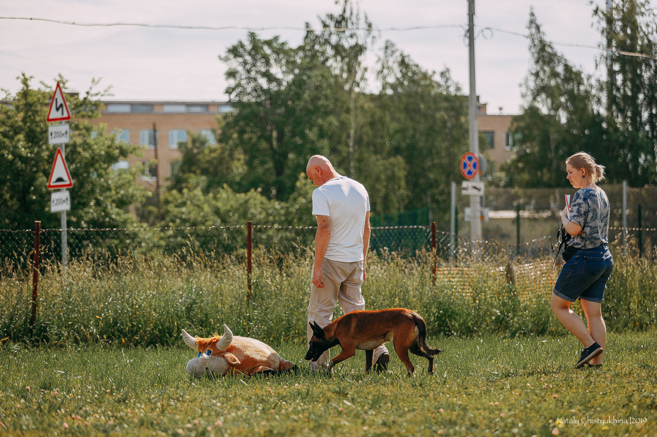 Соревнования по мондьорингу. Фотограф-анималист Наталия Чистюхина в г. Сосновый Бор и ЛО