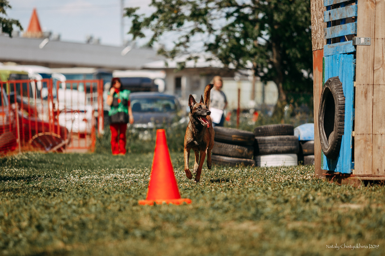 Соревнования по мондьорингу. Фотограф-анималист Наталия Чистюхина в г. Сосновый Бор и ЛО