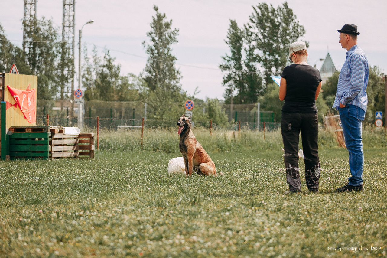 Соревнования по мондьорингу. Фотограф-анималист Наталия Чистюхина в г. Сосновый Бор и ЛО