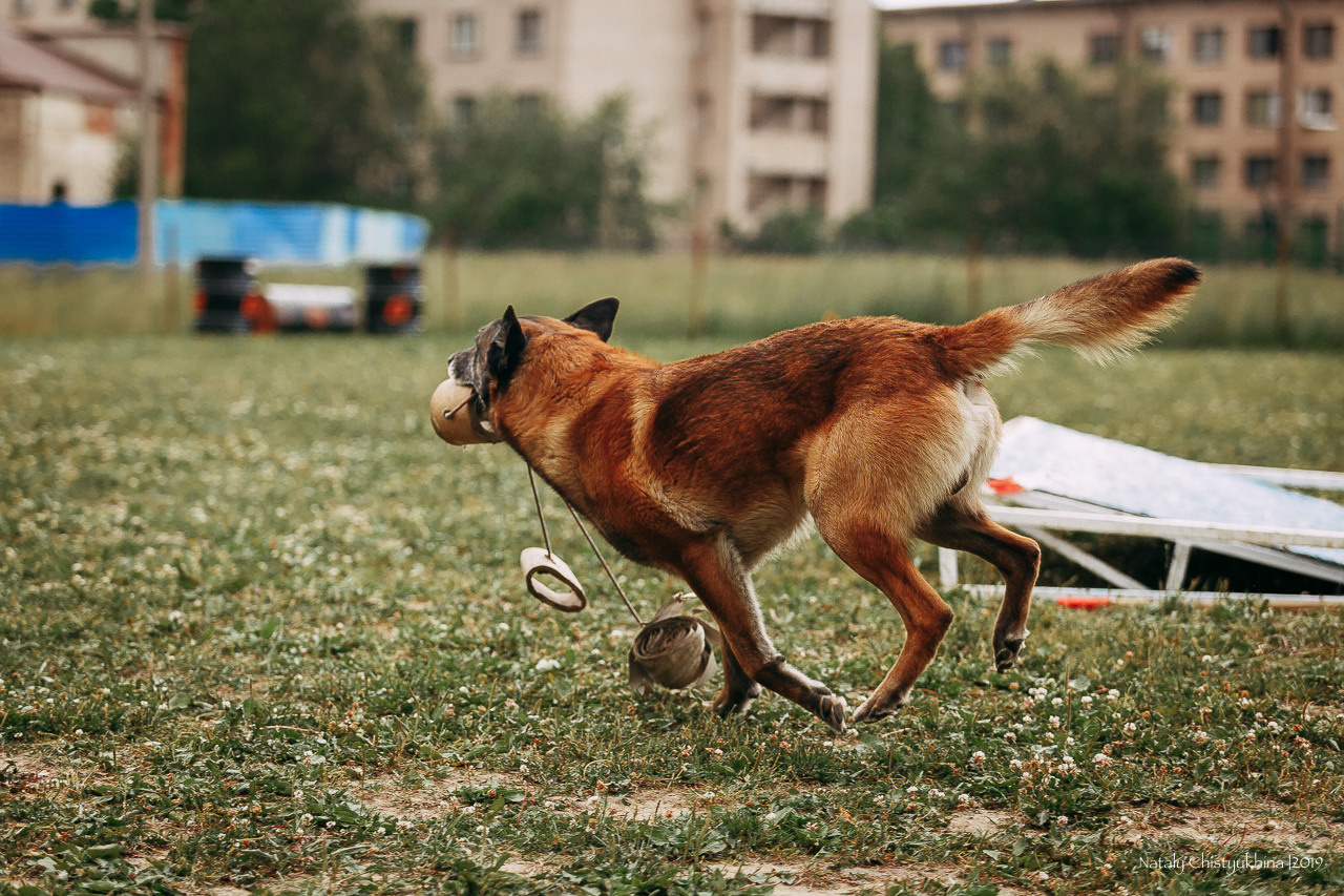 Соревнования по мондьорингу. Фотограф-анималист Наталия Чистюхина в г. Сосновый Бор и ЛО