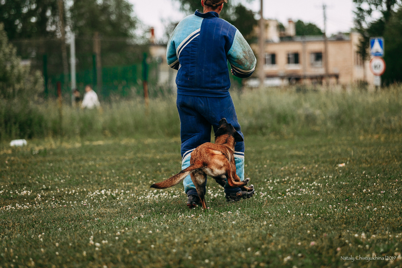 Соревнования по мондьорингу. Фотограф-анималист Наталия Чистюхина в г. Сосновый Бор и ЛО
