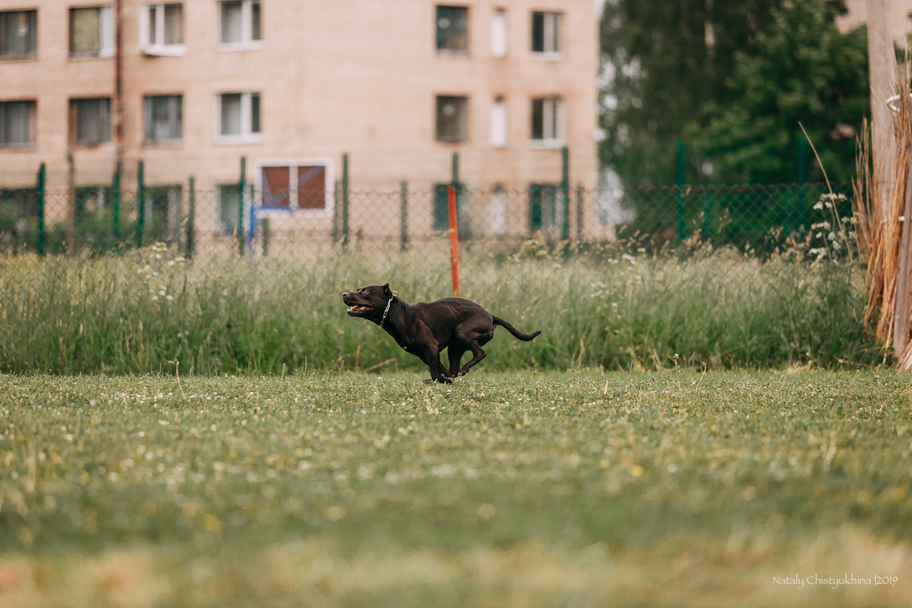 Соревнования БРР. Фотограф-анималист Наталия Чистюхина в г. Сосновый Бор и ЛО