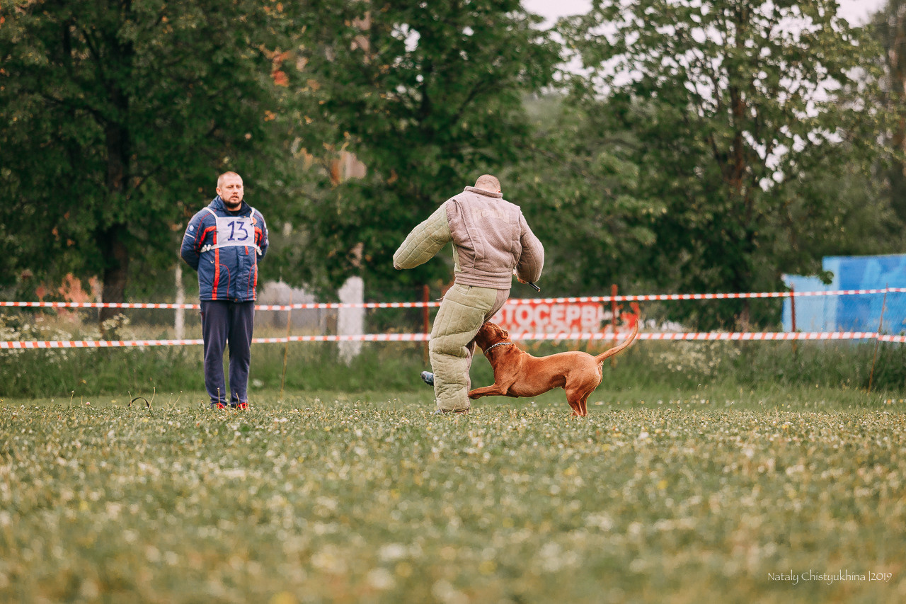 Соревнования БРР. Фотограф-анималист Наталия Чистюхина в г. Сосновый Бор и ЛО