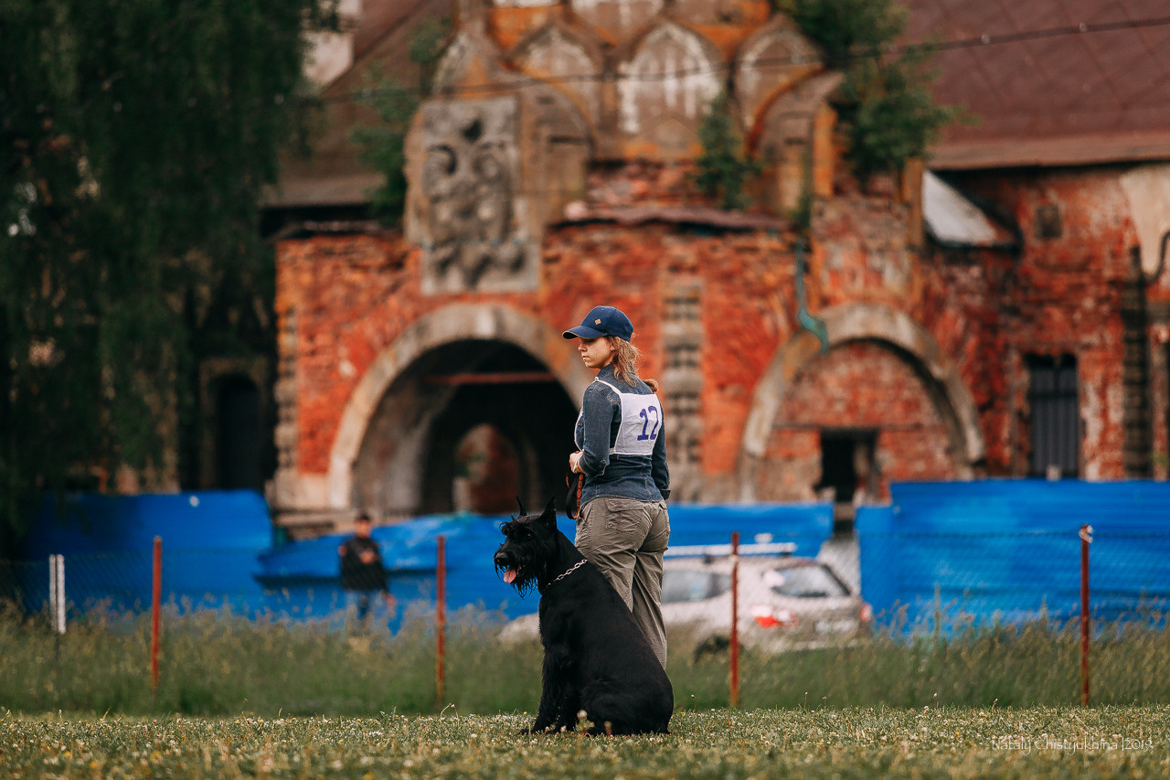 Соревнования БРР. Фотограф-анималист Наталия Чистюхина в г. Сосновый Бор и ЛО