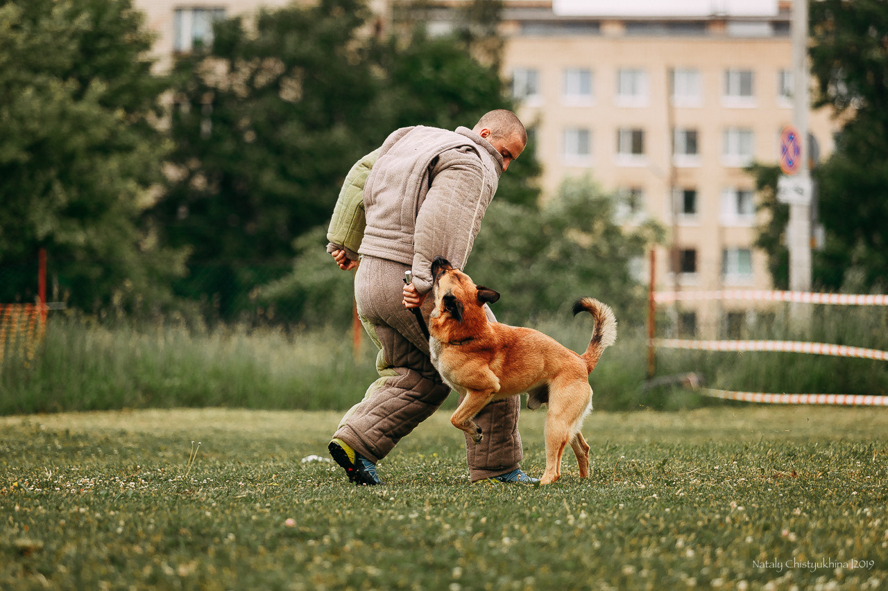Соревнования БРР. Фотограф-анималист Наталия Чистюхина в г. Сосновый Бор и ЛО