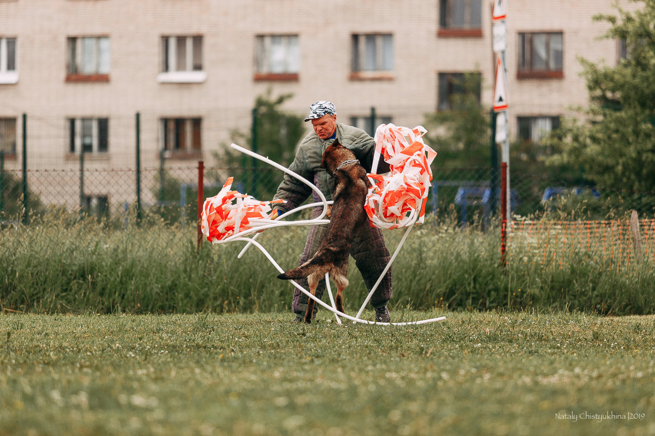 Соревнования БРР. Фотограф-анималист Наталия Чистюхина в г. Сосновый Бор и ЛО