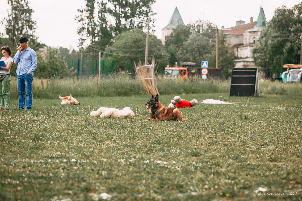 Соревнования по мондьорингу. Фотограф-анималист Наталия Чистюхина в г. Сосновый Бор и ЛО