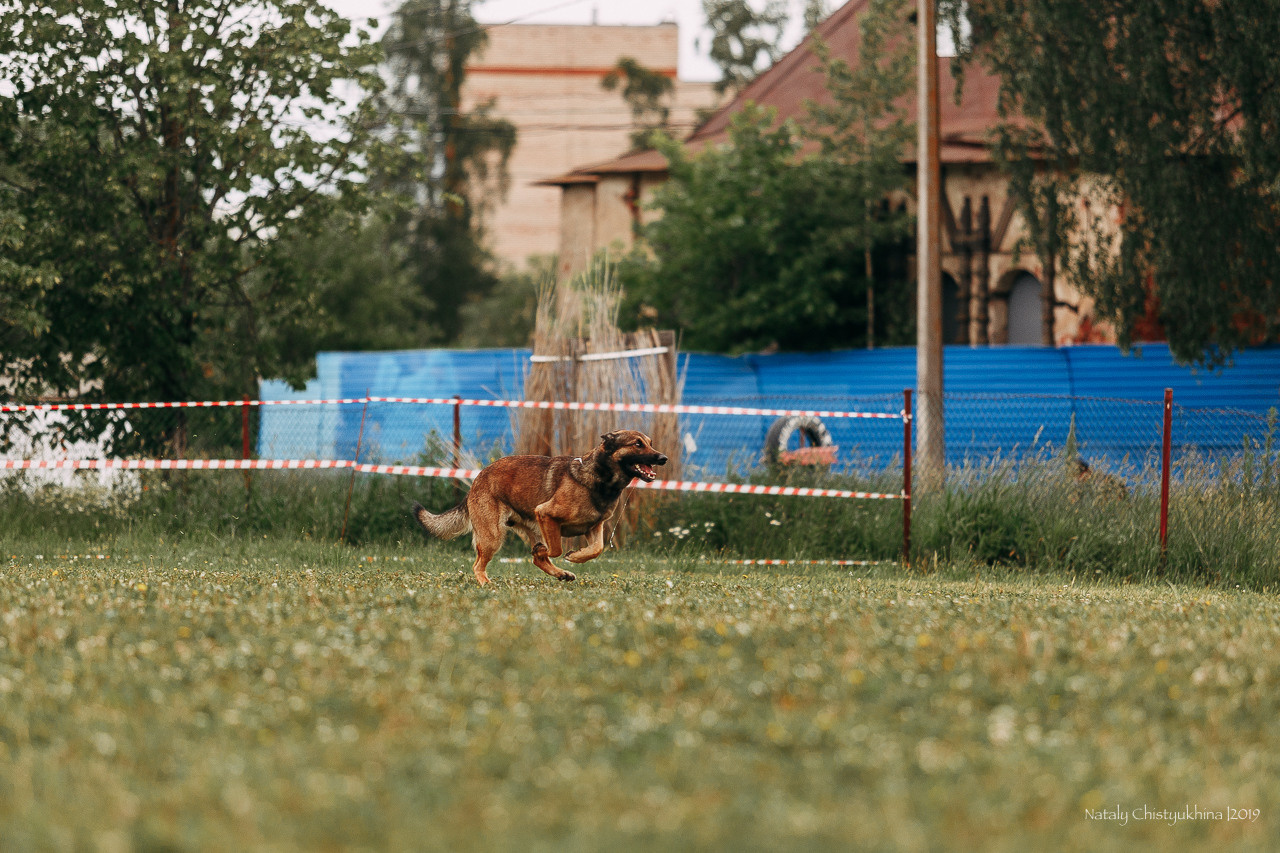 Соревнования БРР. Фотограф-анималист Наталия Чистюхина в г. Сосновый Бор и ЛО