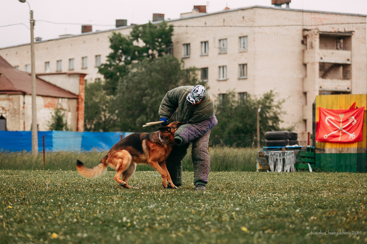 Соревнования БРР. Фотограф-анималист Наталия Чистюхина в г. Сосновый Бор и ЛО