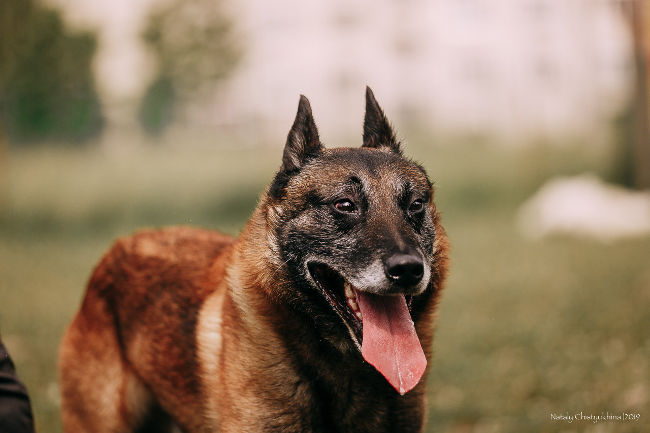 Соревнования по мондьорингу. Фотограф-анималист Наталия Чистюхина в г. Сосновый Бор и ЛО