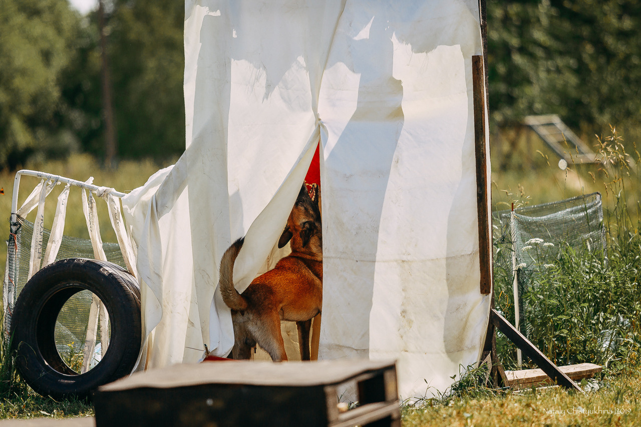 Соревнования по мондьорингу. Фотограф-анималист Наталия Чистюхина в г. Сосновый Бор и ЛО