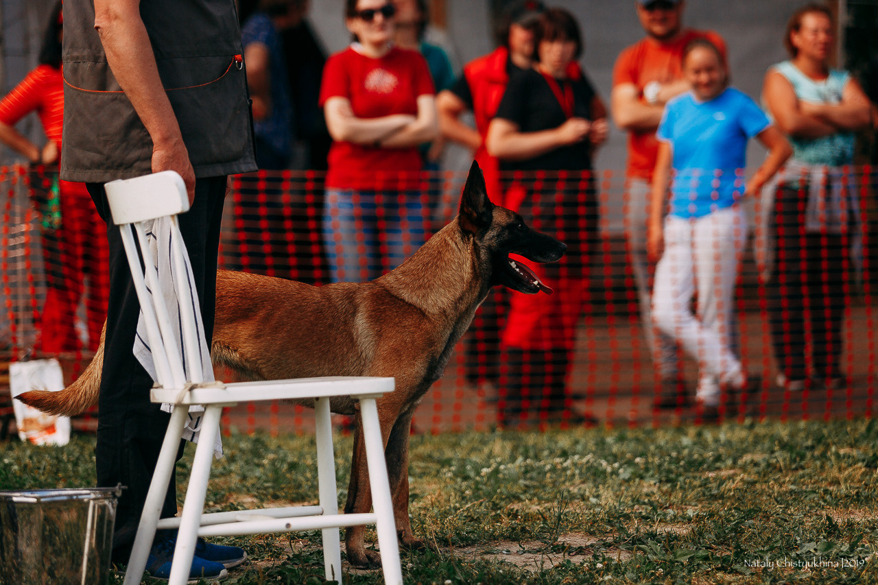 Соревнования по мондьорингу. Фотограф-анималист Наталия Чистюхина в г. Сосновый Бор и ЛО
