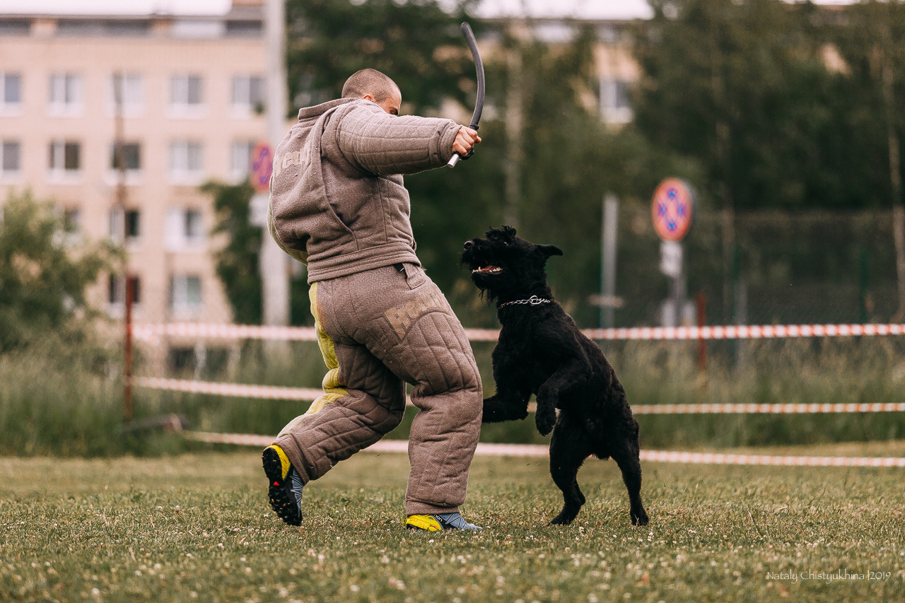 Соревнования БРР. Фотограф-анималист Наталия Чистюхина в г. Сосновый Бор и ЛО